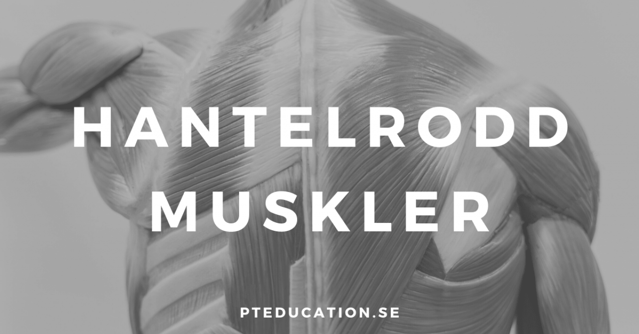 hantelrodd muskler